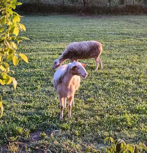 Vilă River Side House *